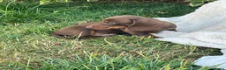 Miniature Dachshund dogs for sale: Minature smooth haired pups from pedigree parents - Advert 2