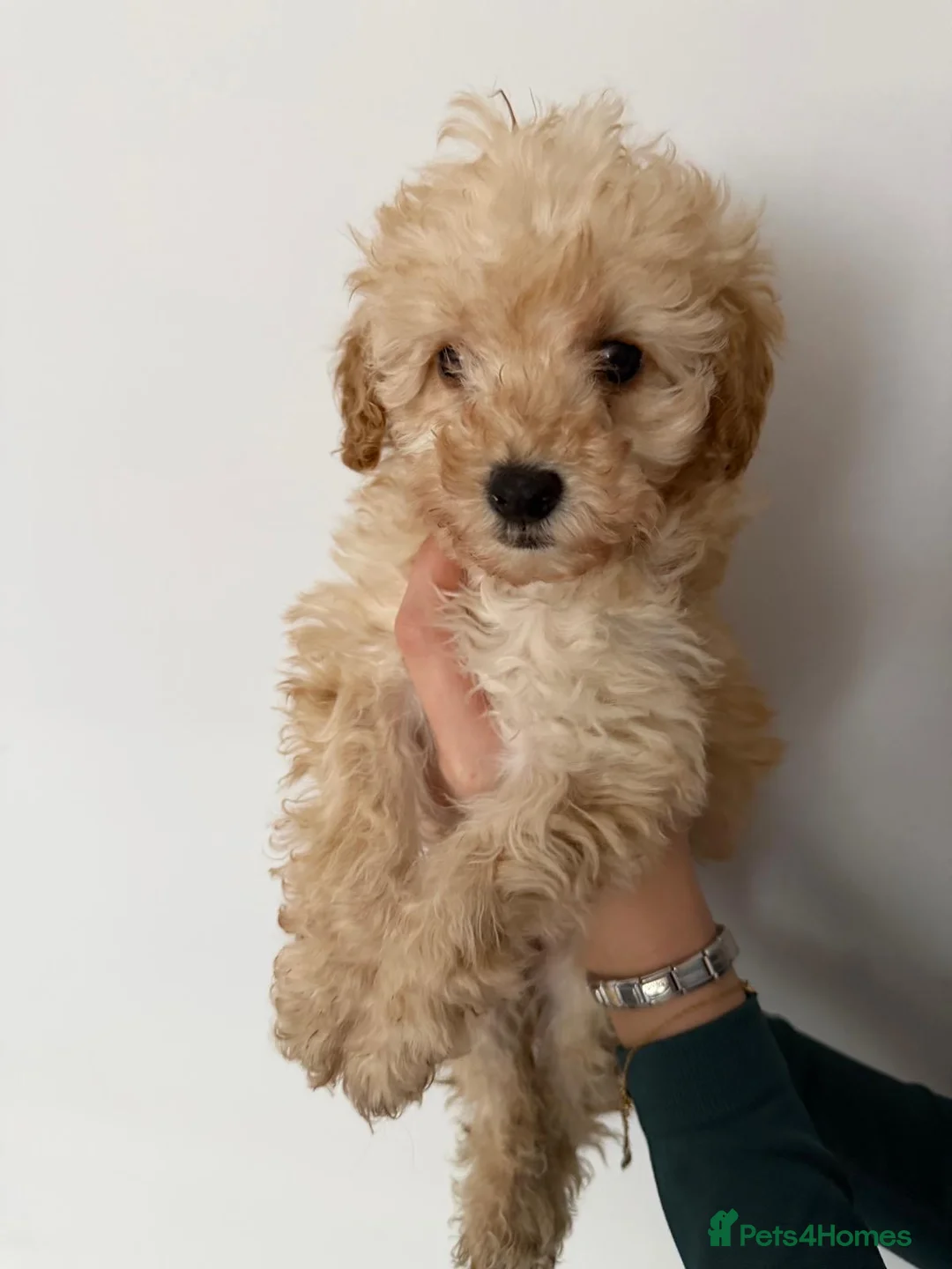 Toy Poodle dogs for sale: Toy poodle  - Advert 13