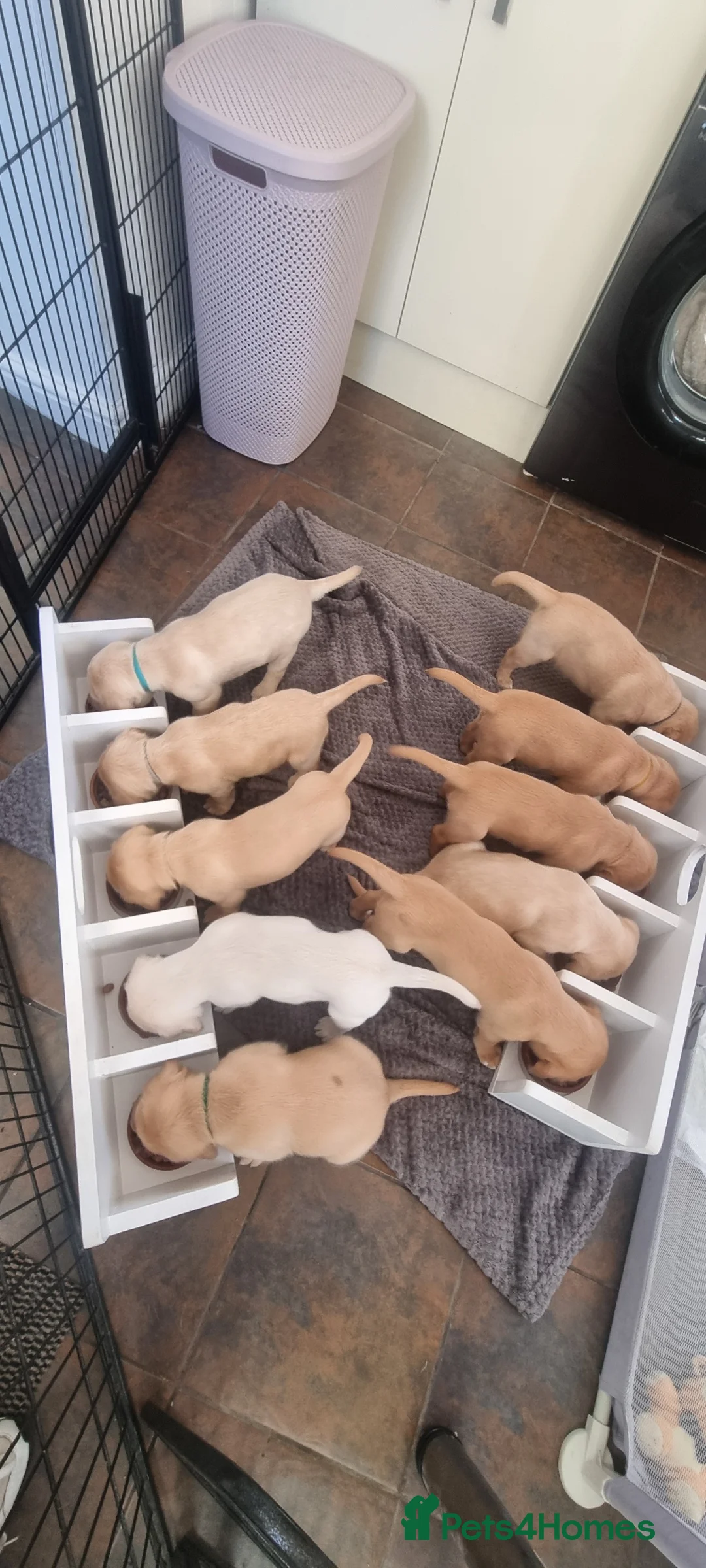 Labrador Retriever dogs for sale: Labrador puppies - Advert 1