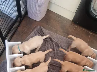 Labrador Retriever dogs Labrador puppies - Advert 10