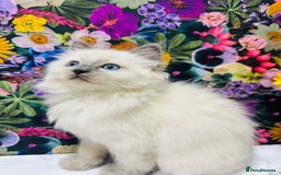 Ragdoll cats for sale: Beautiful Ragdoll Kittens  - Image 14