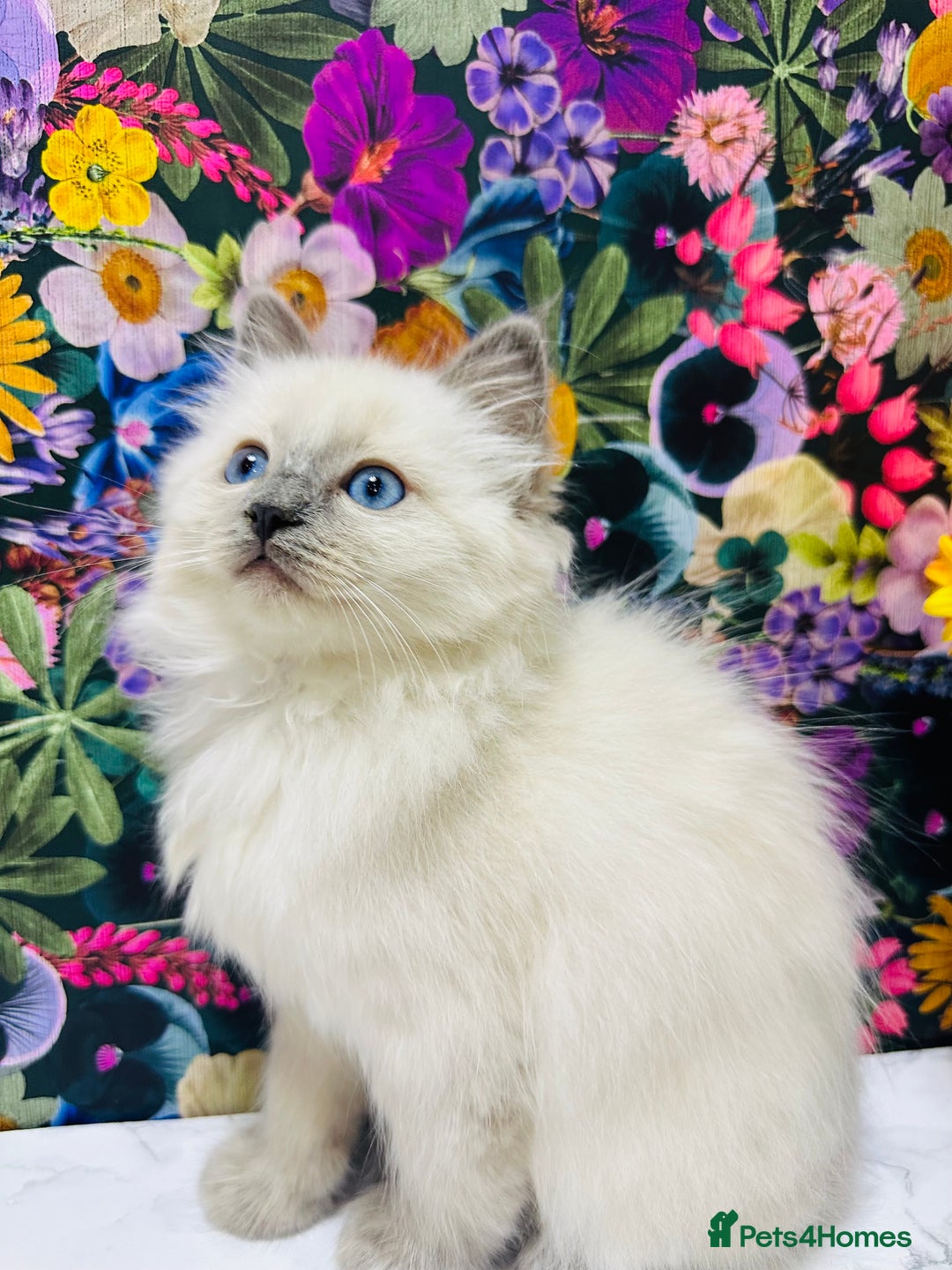 Ragdoll cats for sale: Beautiful Ragdoll Kittens  - Image 14