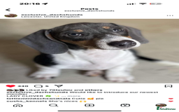 Miniature Dachshund dogs for sale: Beautiful blue and white miniature dachshund  - Image 2