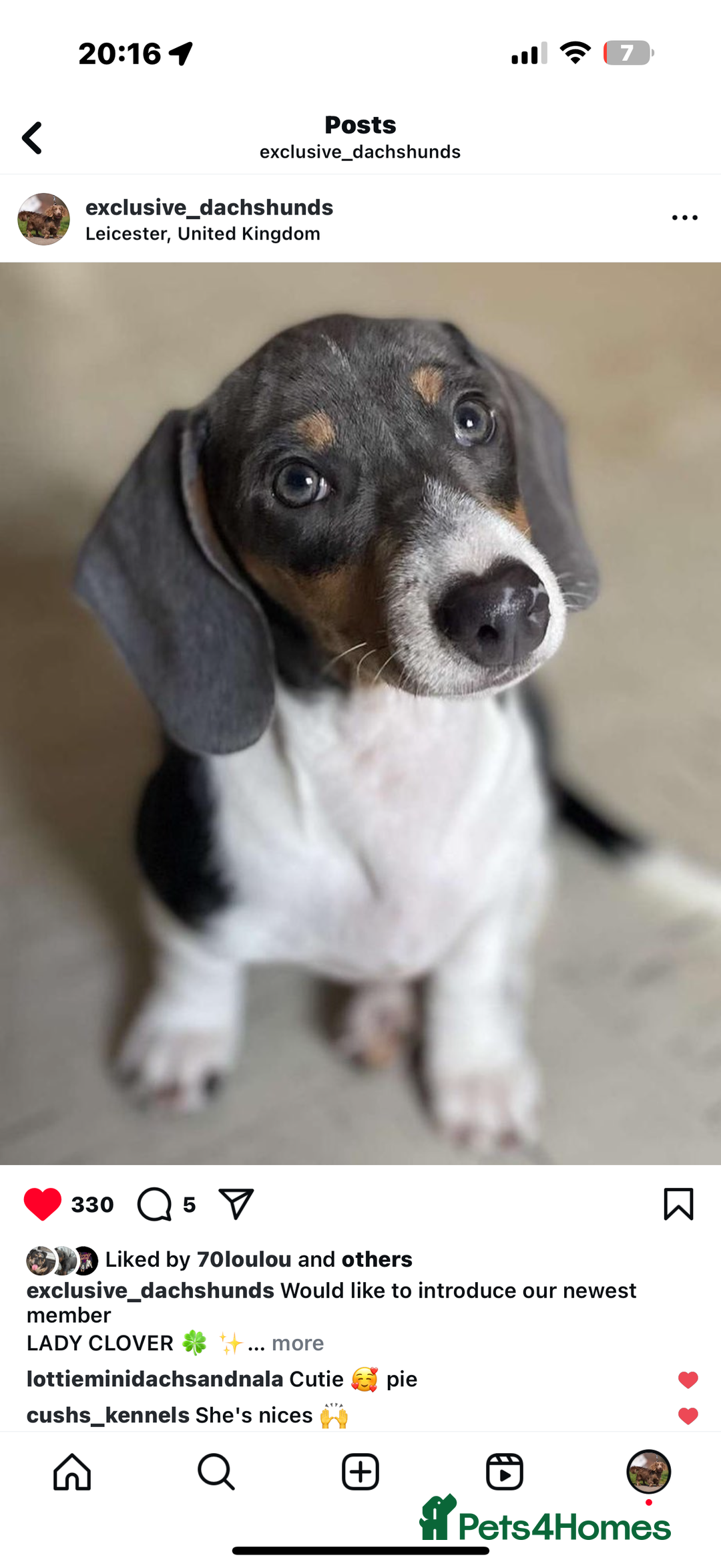 Miniature Dachshund dogs for sale: Beautiful blue and white miniature dachshund  - Image 2