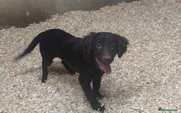 Mixed Breed dogs for sale: Cocker Pei (Mini Hippo) - Image 4
