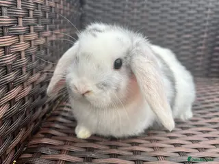 Mini Lop rabbits Beautiful Baby Mini Lops Ready Now - Advert 14