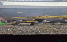 Cichlids fish for sale: Peacock cichlid - Image 3