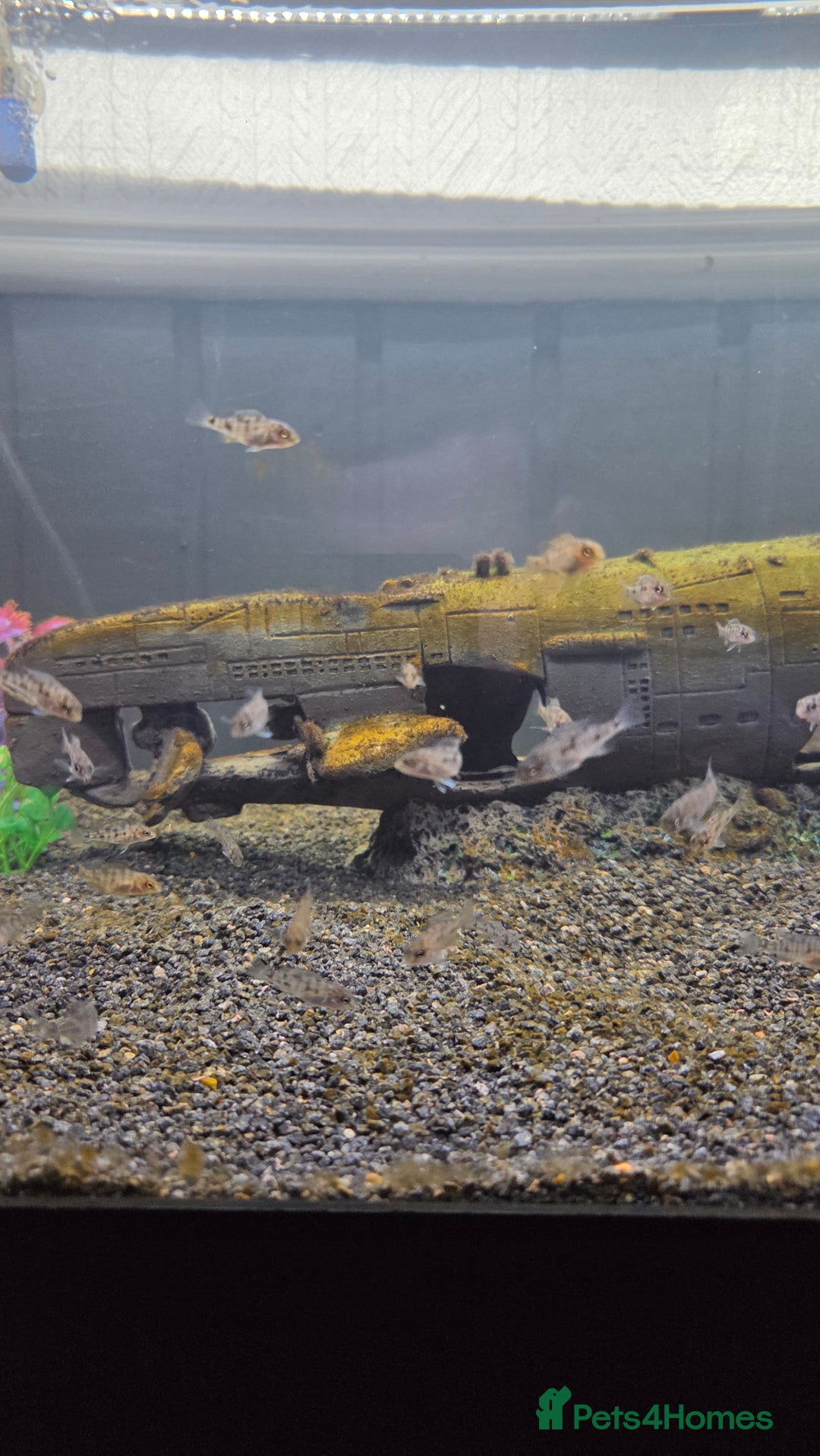 Cichlids fish for sale: Peacock cichlid - Image 3