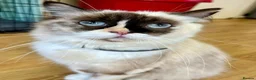 Ragdoll cats for sale: 2 Ragdoll females looking for loving home - Advert 2