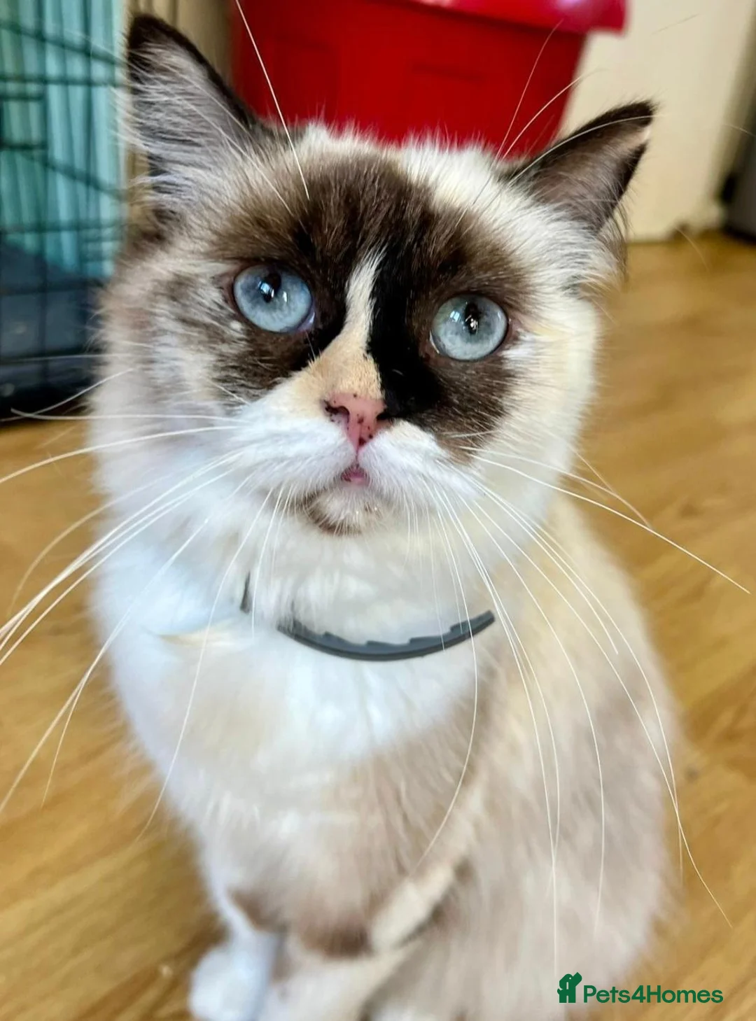 Ragdoll cats for sale: 2 Ragdoll females looking for loving home - Advert 2