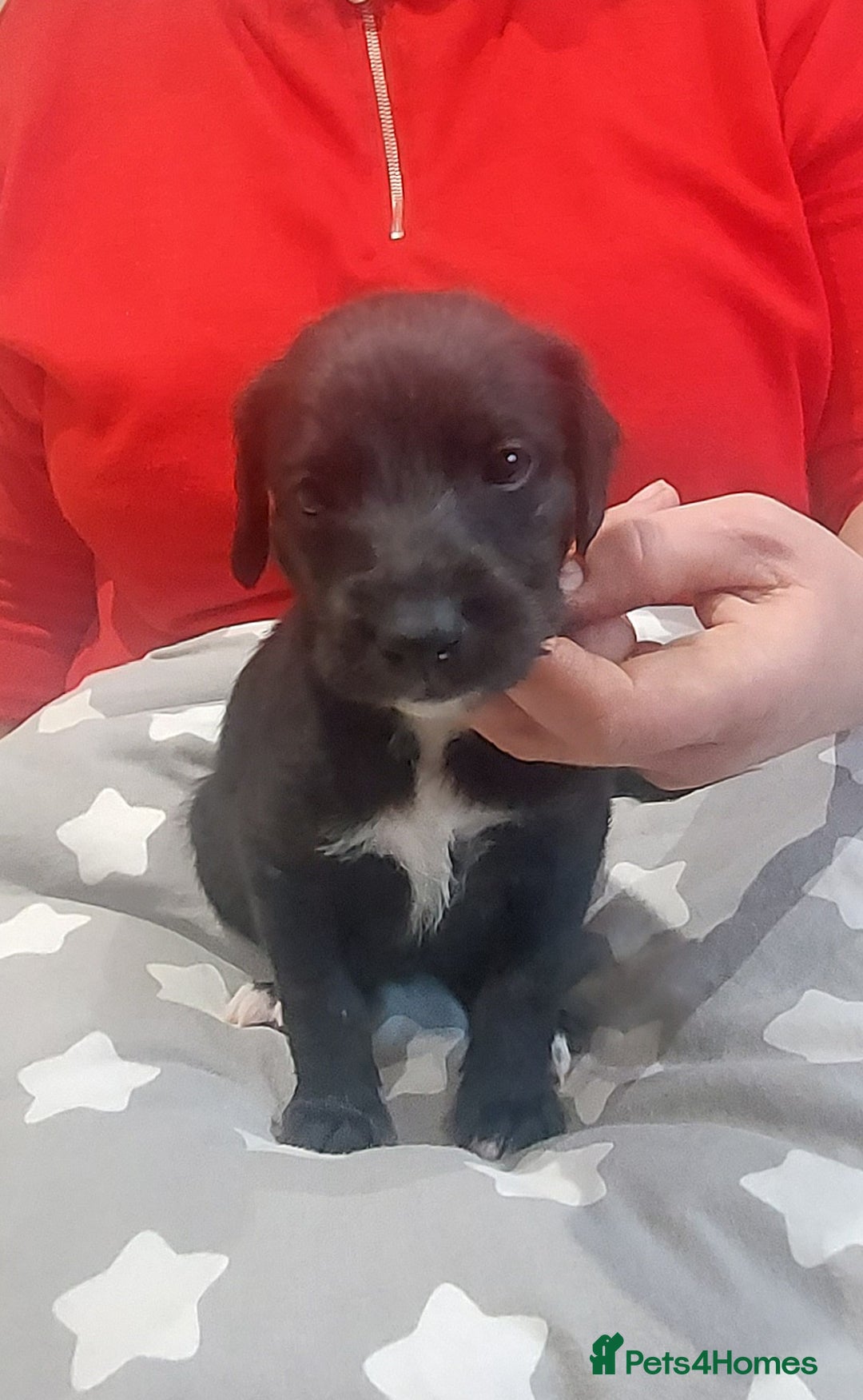 Mixed Breed dogs for sale: Gorgeous first cross Beddlington Whippet pups. - Advert 6