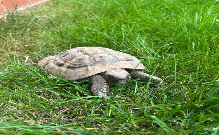 Hermann Tortoise reptiles - Advert 12