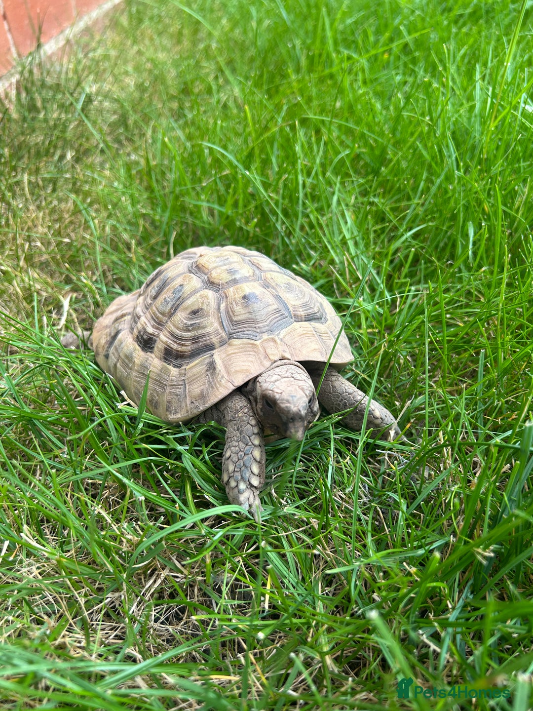 Hermann Tortoise reptiles for sale: Male Hermann tortoise - Image 1