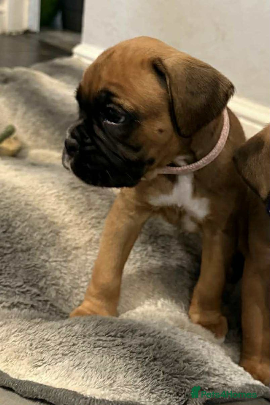 Boxer dogs for sale: Gorgeous litter of red and white boxers.  - Image 11