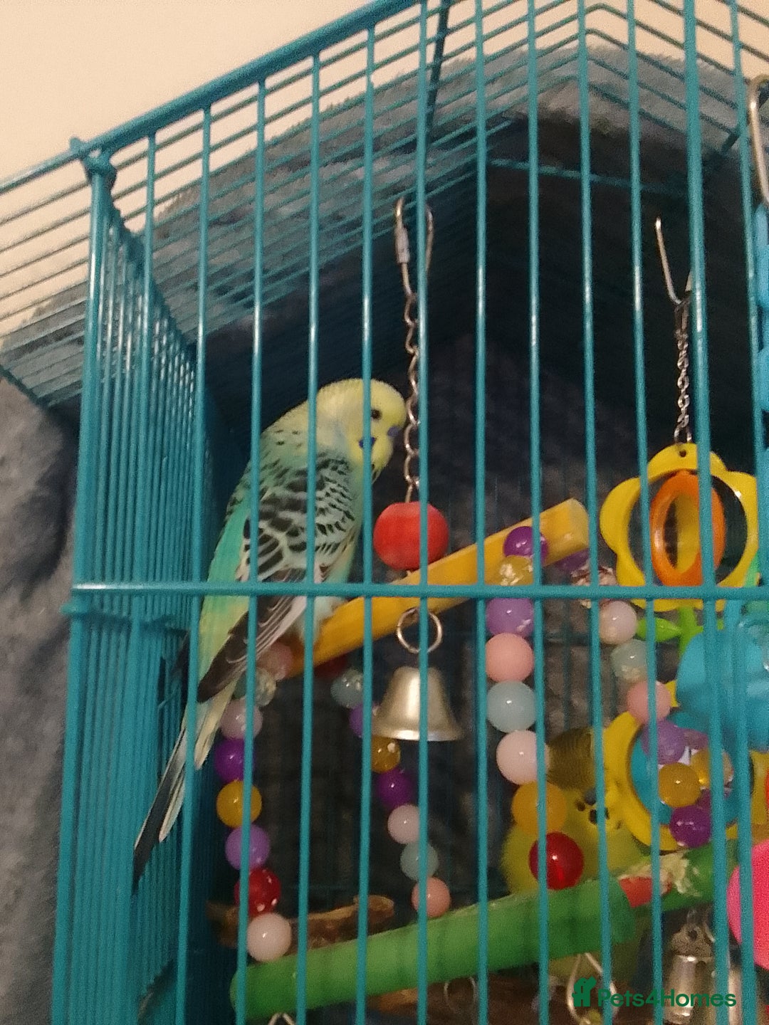 Budgerigars birds for sale: 2 younger budgie for sale - Advert 4