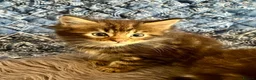 Maine Coon cats for sale: Pure Maine Coon Kittens - Advert 22