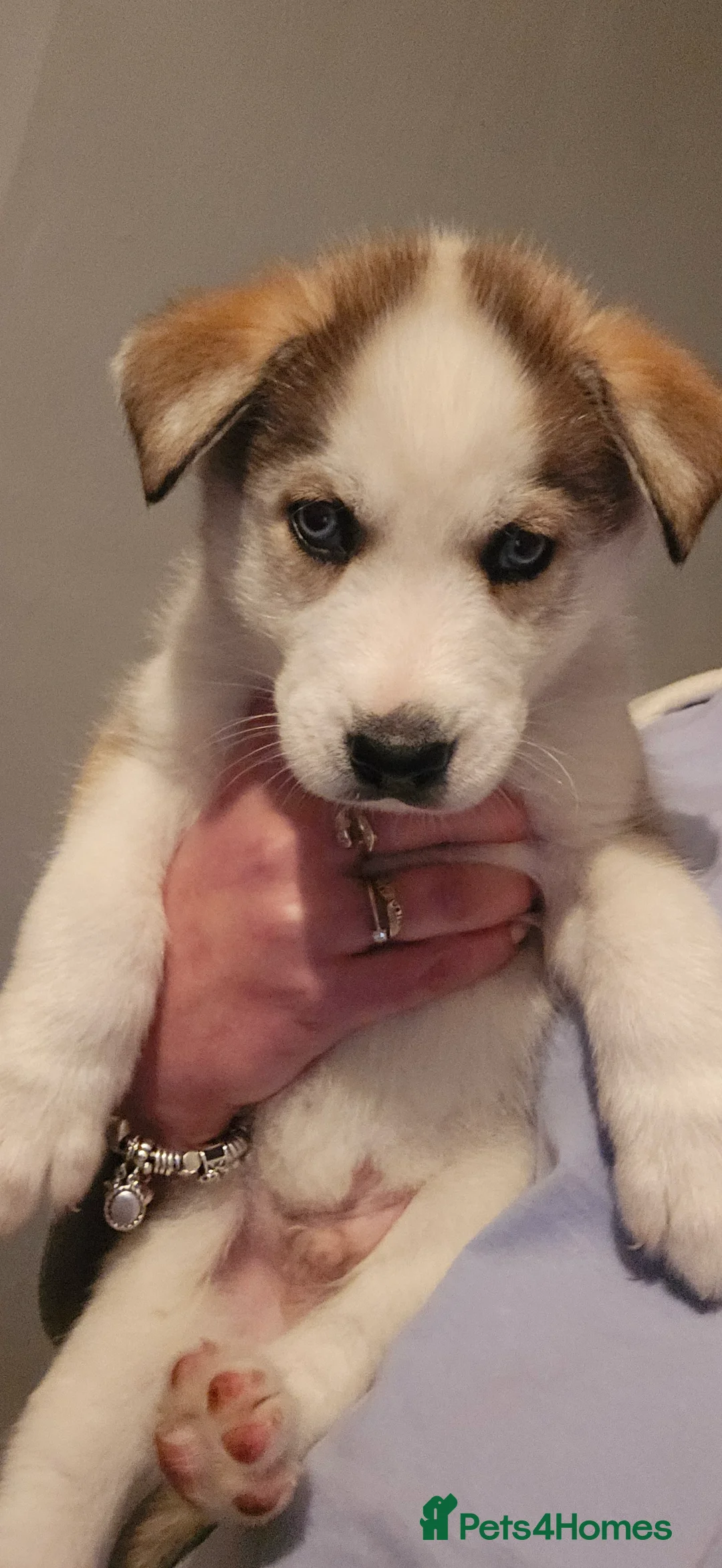 Siberian Husky dogs for sale: Husky puppies  - Advert 7