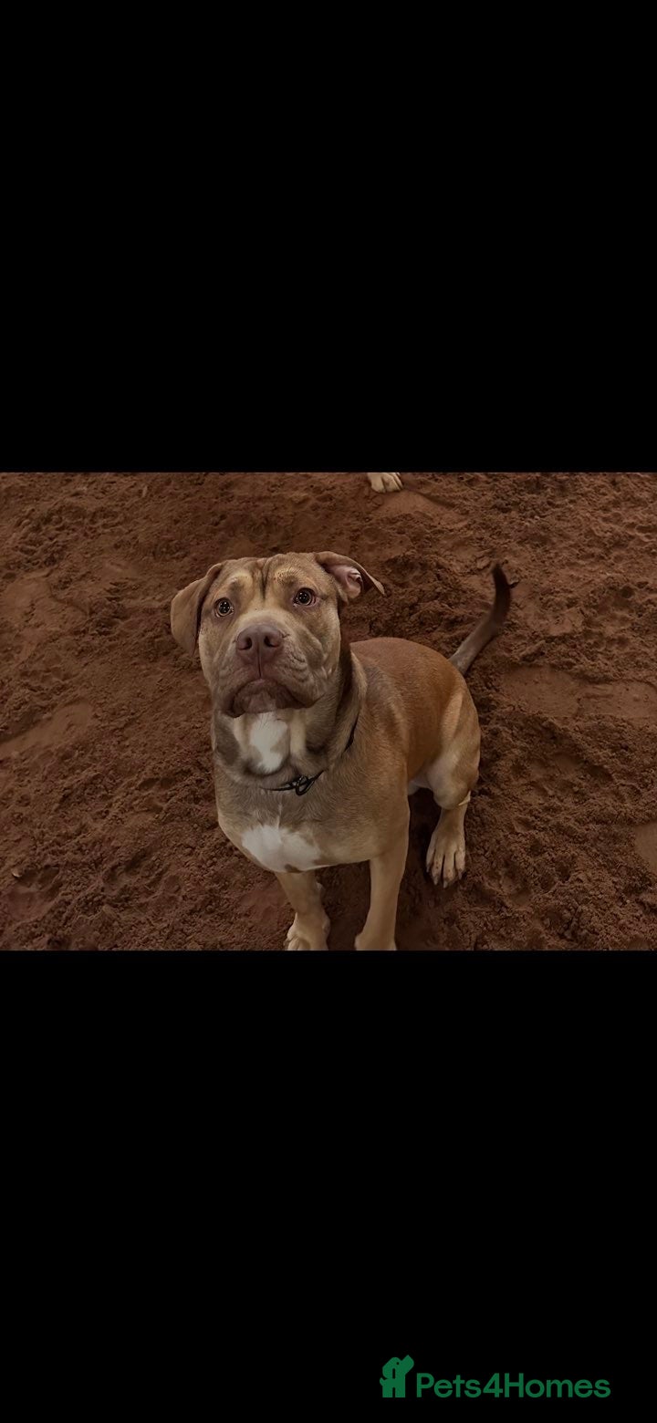 Mixed Breed dogs Tyson   - Advert 2