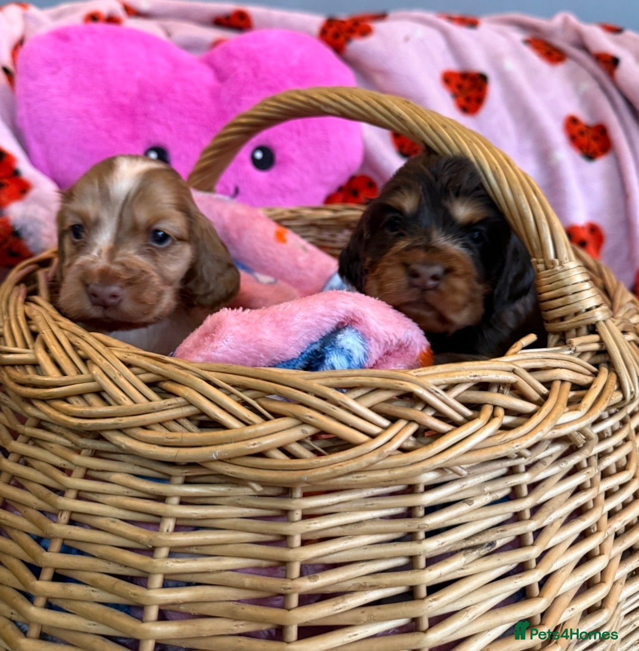 Cocker Spaniel dogs show cocker spaniels from health tested parents - Advert 5