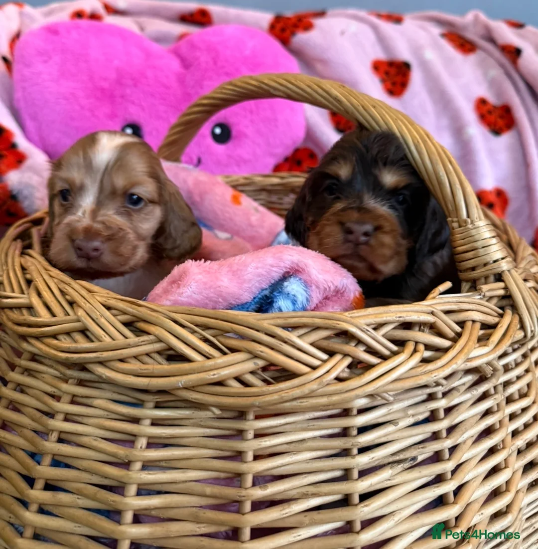 Cocker Spaniel dogs for sale: show cocker spaniels from health tested parents - Advert 2