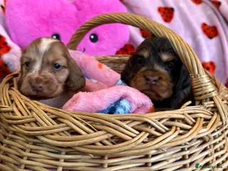 Cocker Spaniel dogs show cocker spaniels from health tested parents - Advert 5