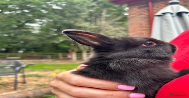 Netherland Dwarf rabbits - Advert 1
