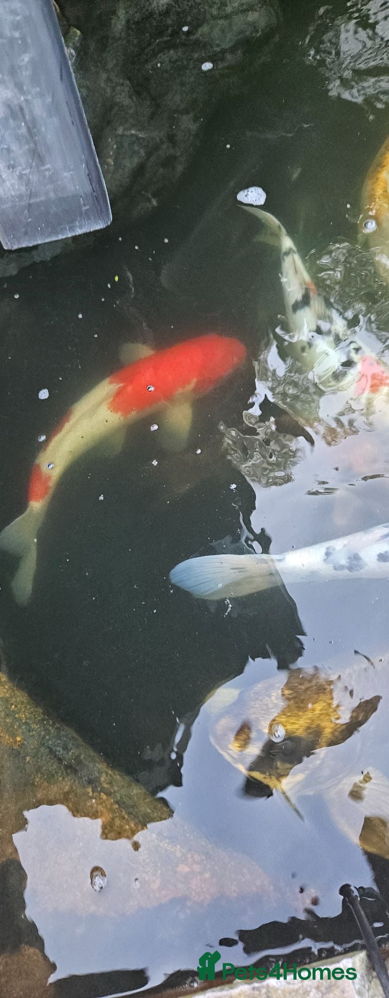 Koi Carp fish Koi fish for sale due to moving house - Advert 2