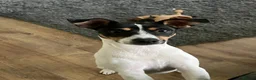 Jack Russell dogs for sale: Pure Jack russell puppies  in York - Advert 18