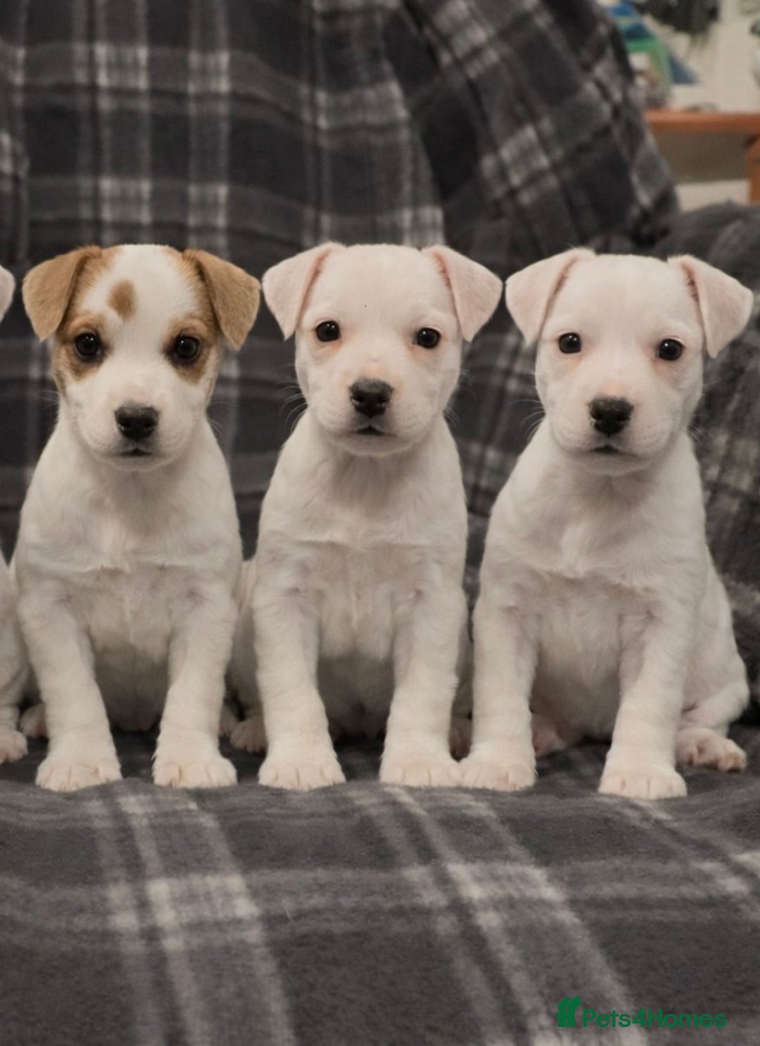 Parson Russell dogs for sale: Beautiful Parson female puppies - Advert 1