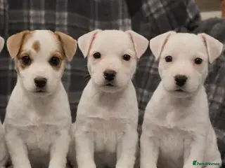 Parson Russell dogs Beautiful Parson female puppies - Advert 12