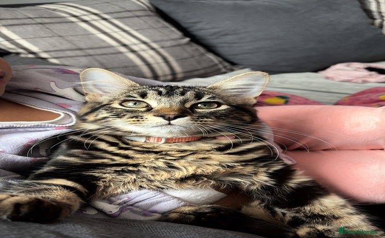 Domestic Shorthair cats - Advert 1