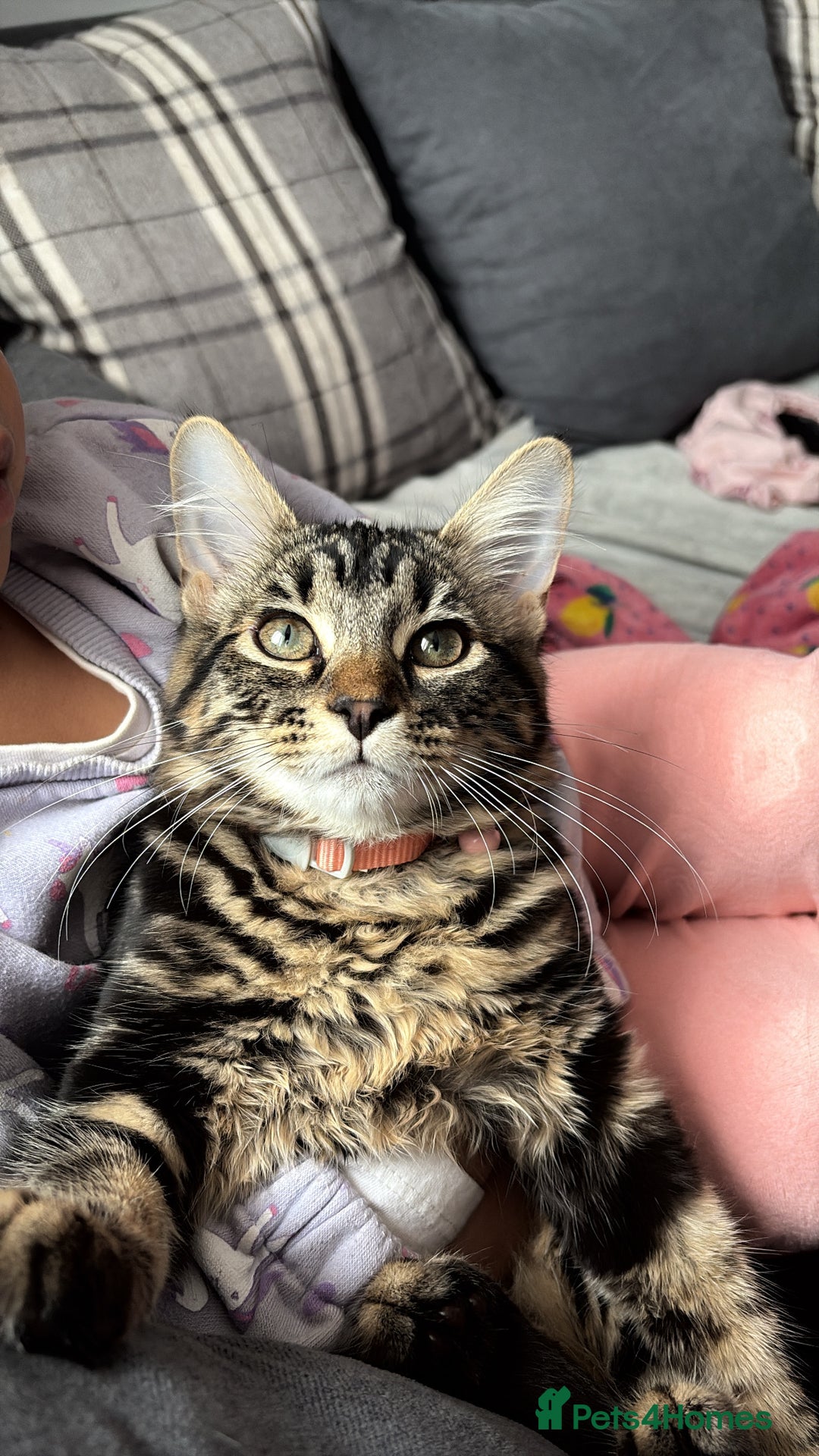 Domestic Shorthair cats for sale: kittens for sale❤️ - Image 1