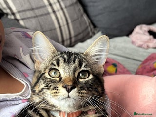 Domestic Shorthair cats - Advert 32