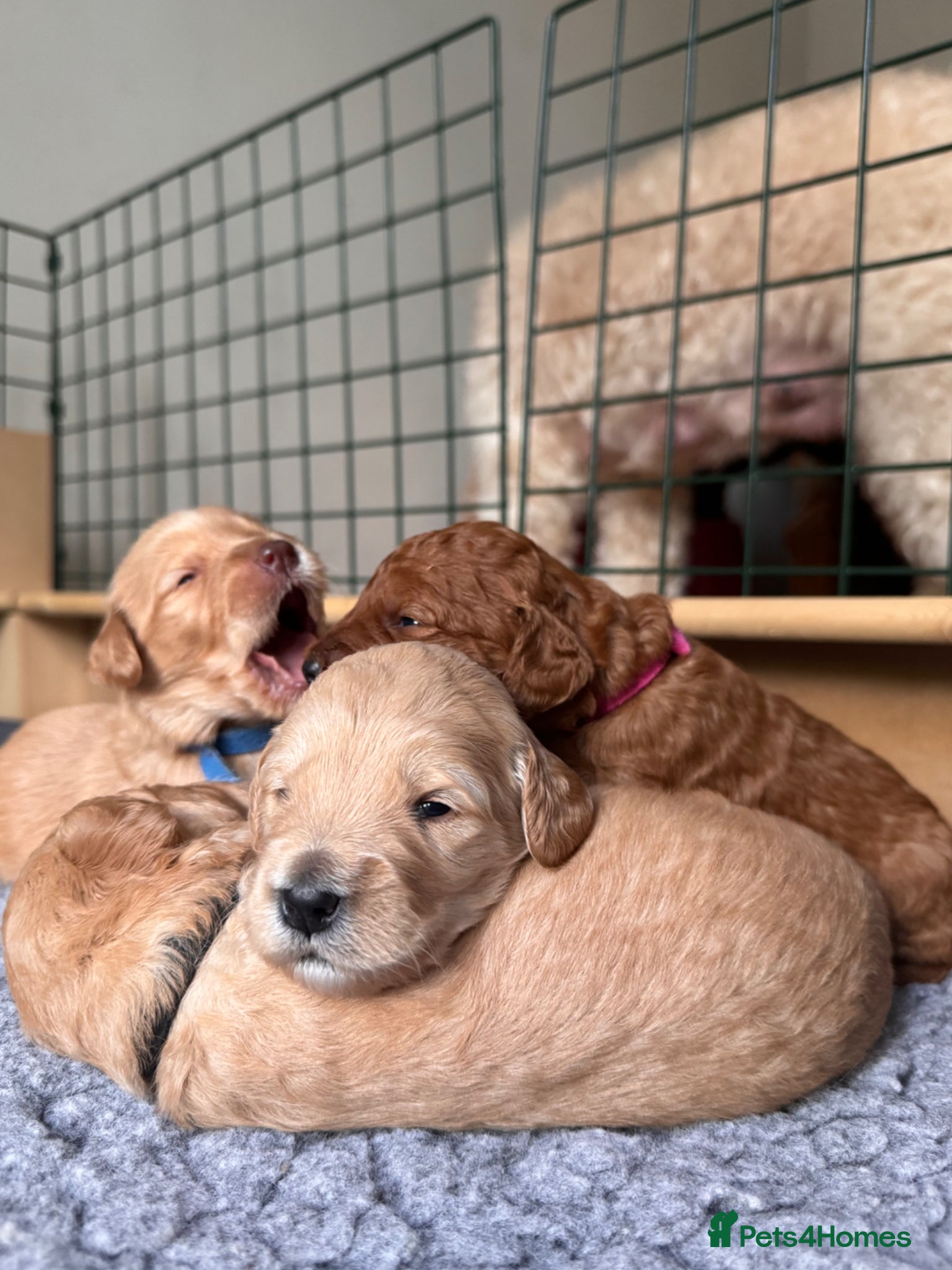 Mixed Breed dogs Australian Labradoodle puppies born 27th March  - Advert 16