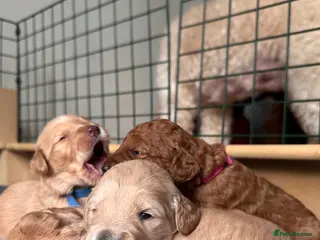 Mixed Breed dogs Australian Labradoodle puppies born 27th March - Advert 16