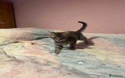 Bengal cats for sale: Bengal x Ragdoll Kittens - Advert 16