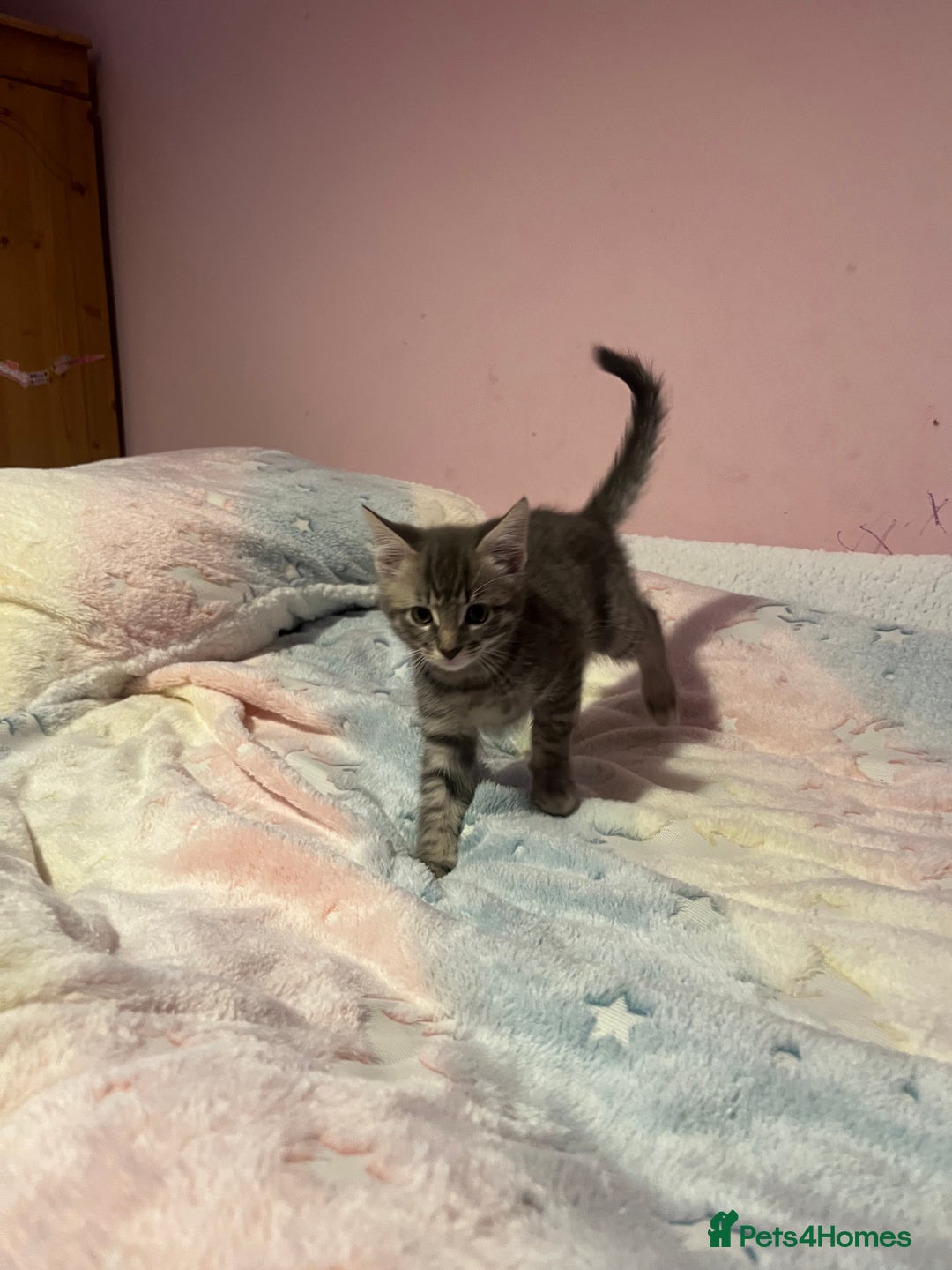 Bengal cats for sale: Bengal x Ragdoll Kittens - Advert 16