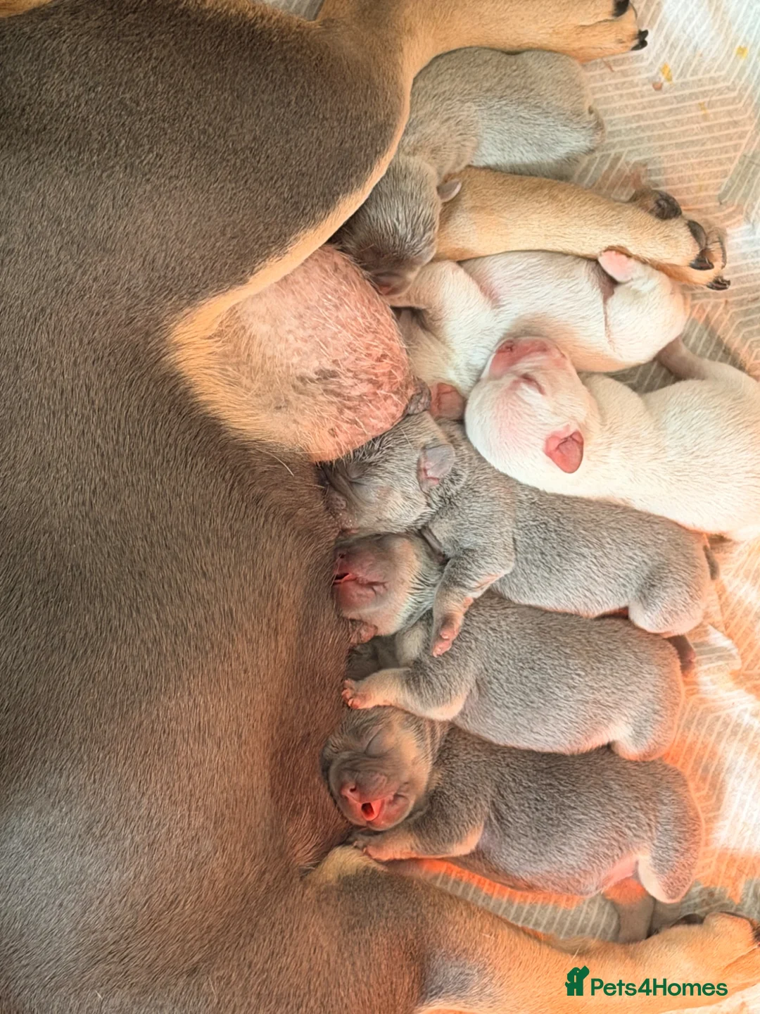 French Bulldog dogs for sale: Fluffy French bulldog puppies  in Grimsby - Advert 1