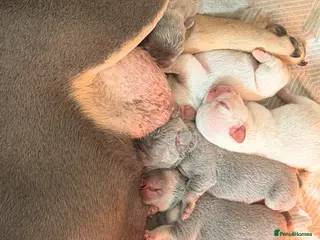 French Bulldog dogs Fluffy French bulldog puppies - Advert 1