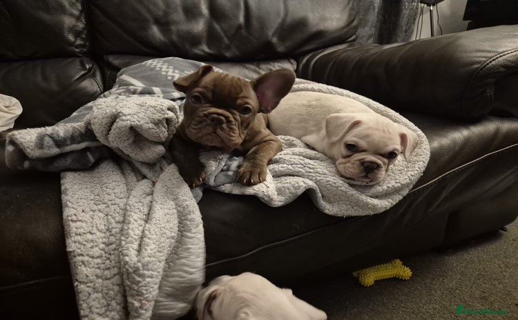 French Bulldog dogs - Advert 13