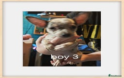 Chihuahua dogs for sale: Apple head chihuahua - Image 5