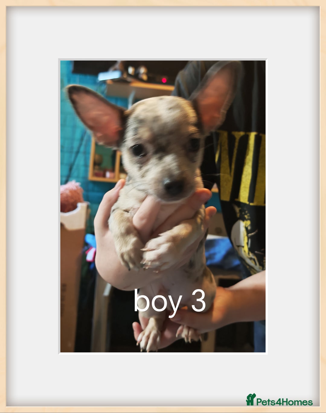 Chihuahua dogs for sale: Apple head chihuahua - Image 5
