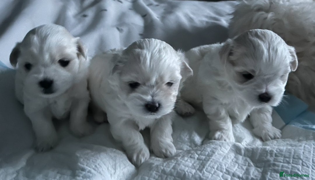 Maltese dogs for sale: Miniature Maltese - Advert 10
