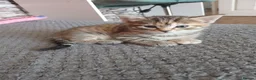Mixed Breed cats for sale: 4 beautiful kittens ready to reserved  - Advert 36