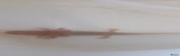 Axolotl reptiles for sale: Baby axolotl  in Loughborough - Advert 4