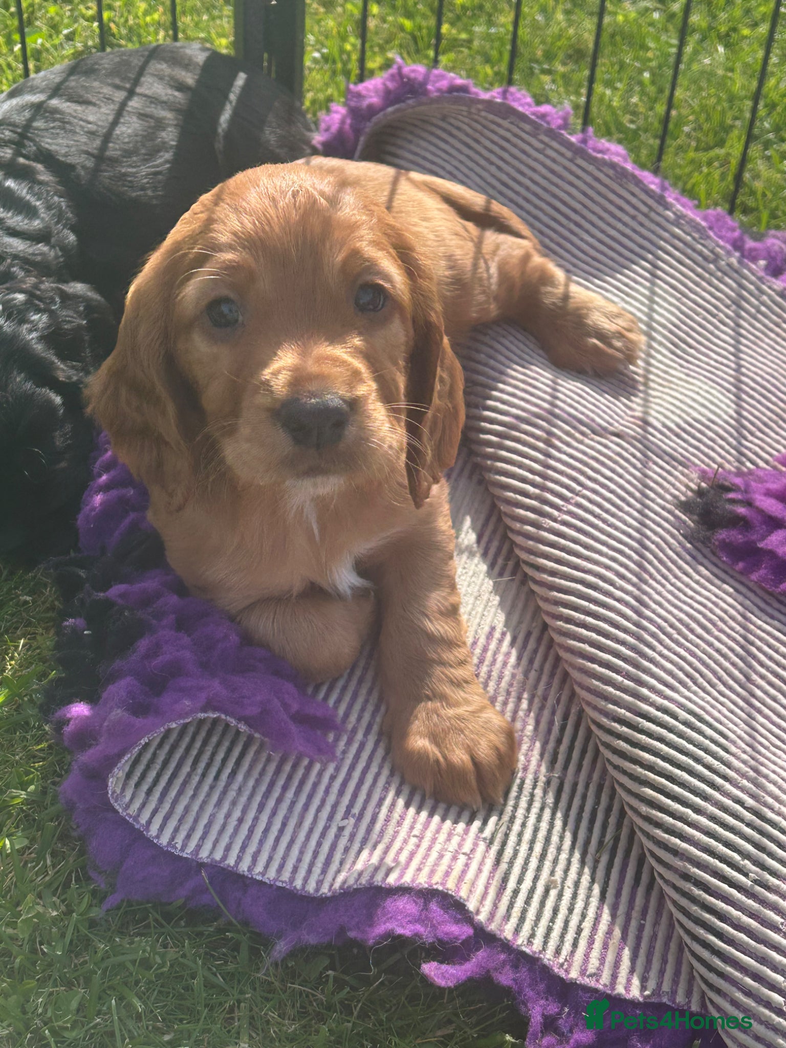 Cocker Spaniel dogs Exceptional well bred KC Cocker Spainel puppies  - Advert 8