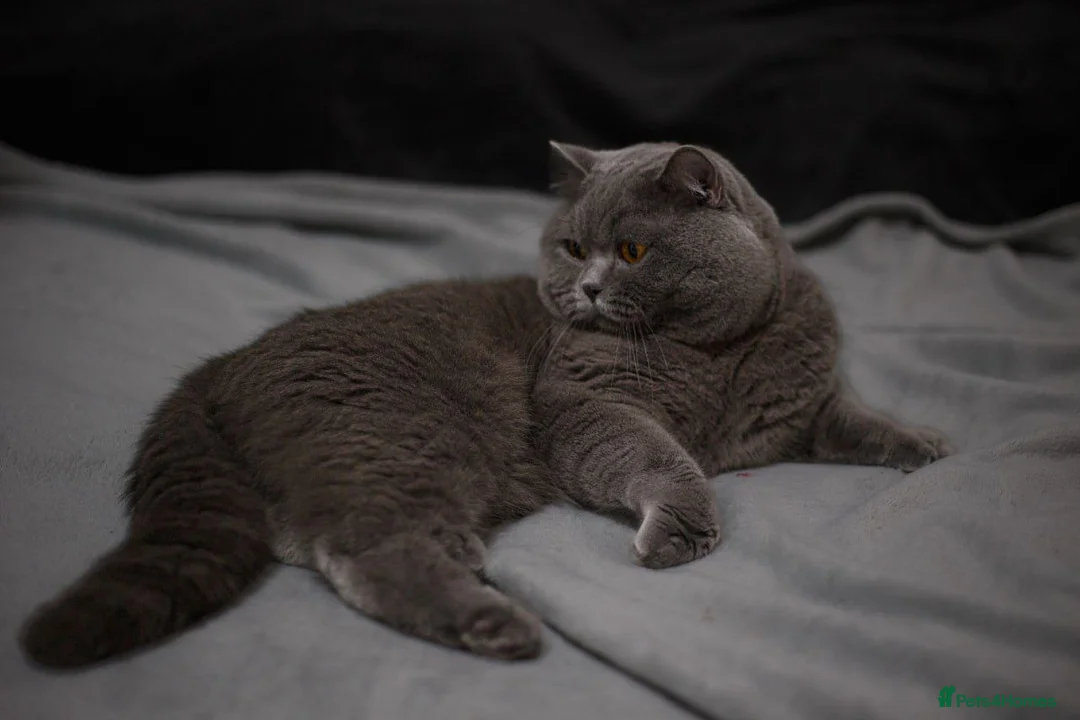 British Shorthair cats for stud: Active Reg.GCCF Quality Boy For STUD ONLY.CCTV24/7 in Manchester - Advert 8