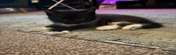 Mixed Breed cats for sale: Tuxedo kittens ready for thier new homes  - Advert 11