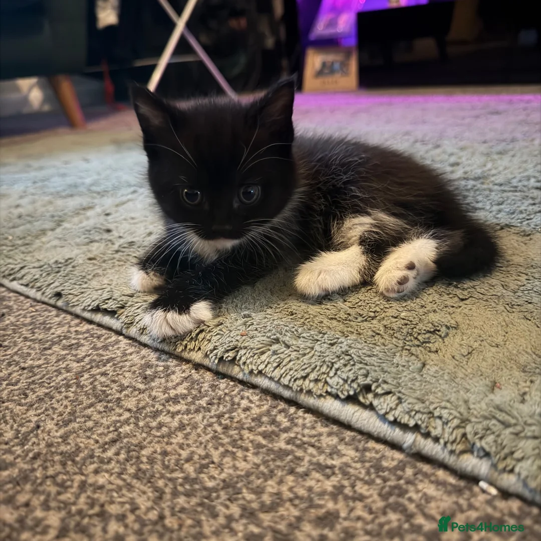 Mixed Breed cats for sale: Tuxedo kittens ready for thier new homes  - Advert 11
