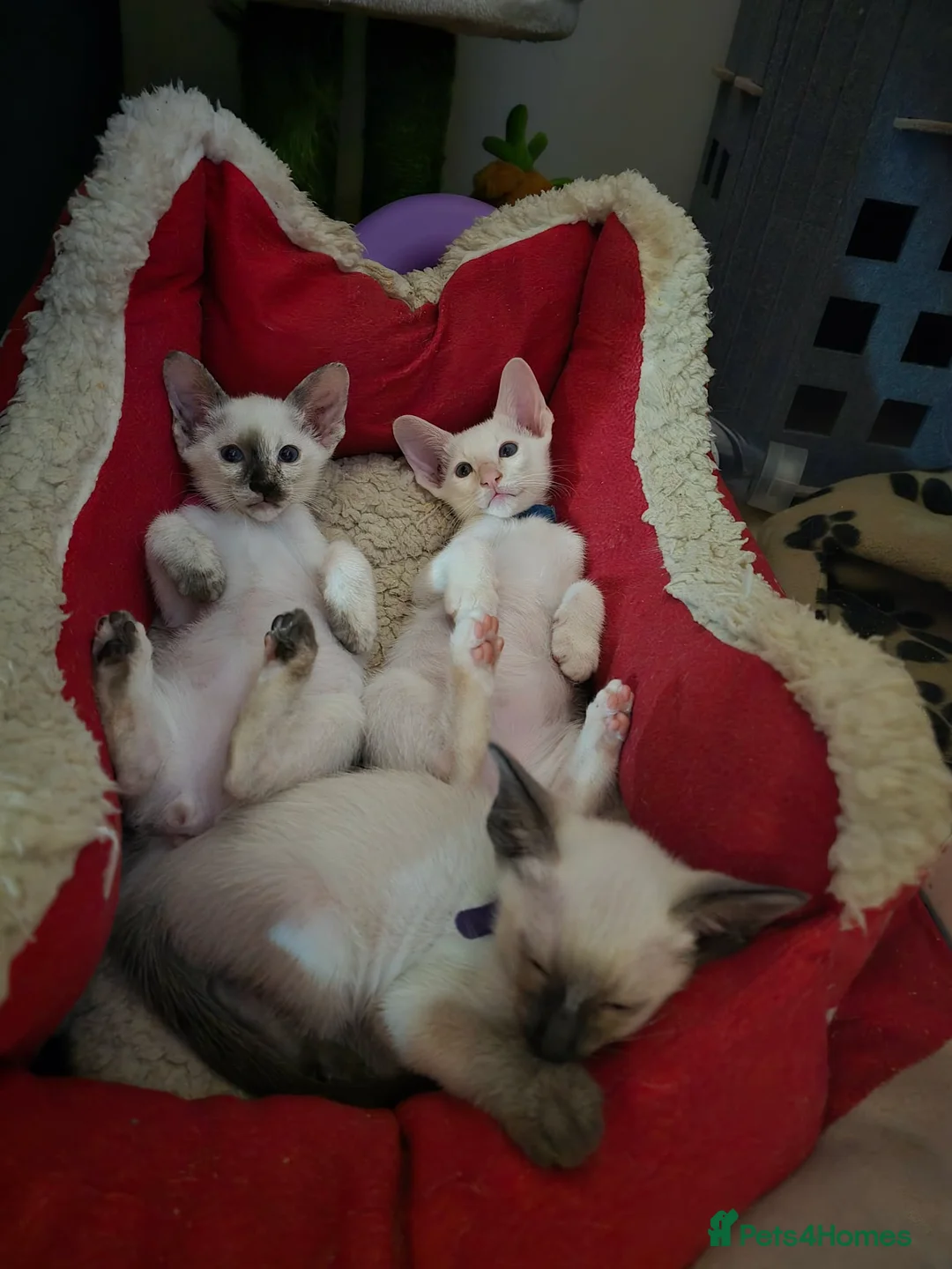 Siamese cats for sale: Adorable fur babies - Advert 12